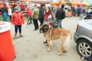 2016-05-01 dobre miasto wystawa psów psy (38)