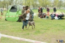 2016-05-01 dobre miasto wystawa psów psy (62)