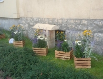 Dzień Pszczoły w Dobrym Mieście (12)