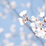 spring-wallpaper-widescreen-4